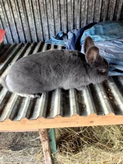 Króliki samce,  samice