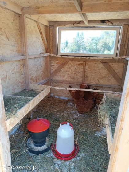 Kurnik domek dla kur kury
