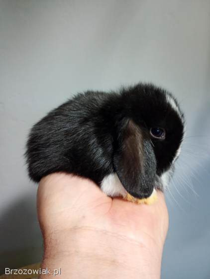 Króliki rasy mini lop