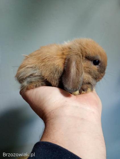 Króliki rasy mini lop