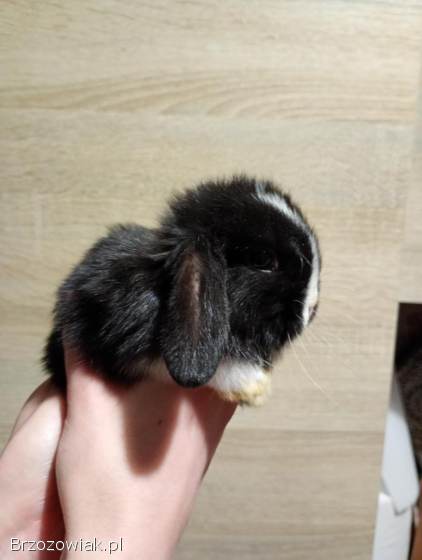 Króliki rasy mini lop