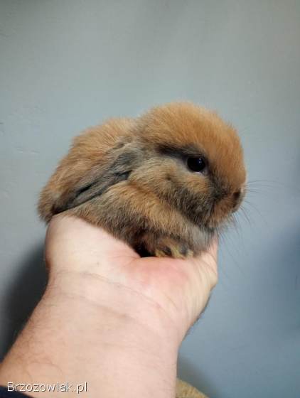 Króliki rasy mini lop