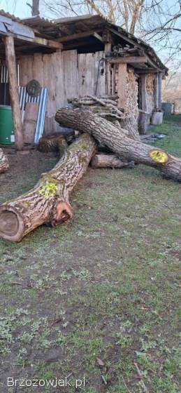 Kloc pień orzech włoski