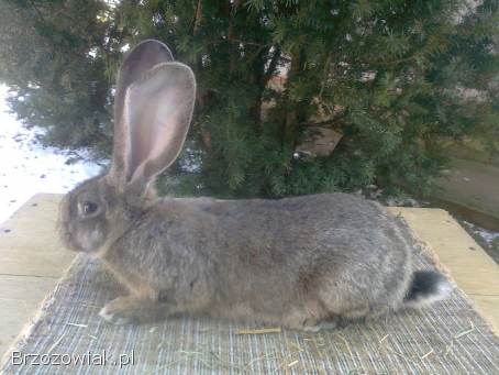Sprzedam młode samce Belgijski olbrzym szary