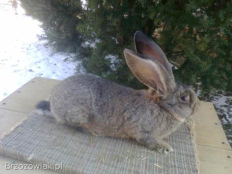 Sprzedam młode samce Belgijski olbrzym szary