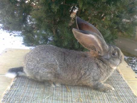 Sprzedam młode samce Belgijski olbrzym szary