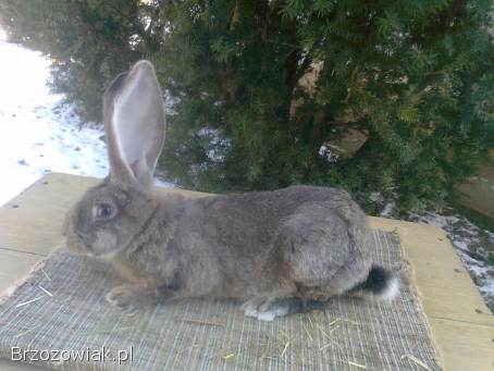 Sprzedam młode samce Belgijski olbrzym szary