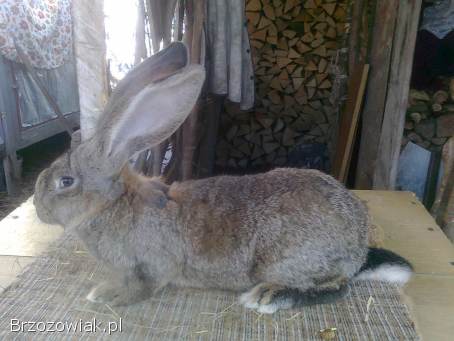 Sprzedam młode samce Belgijski olbrzym szary