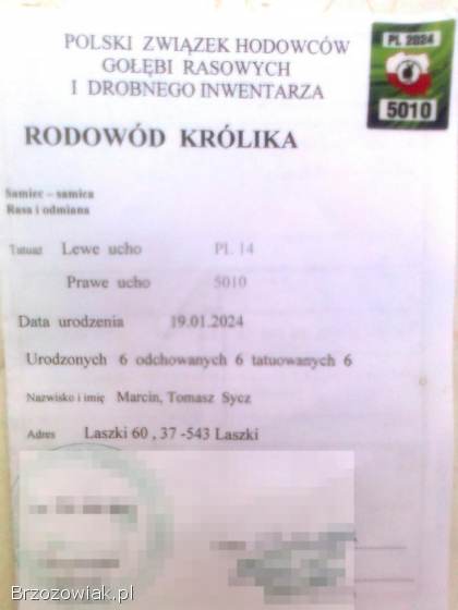 Sprzedam młode samce Belgijski olbrzym szary