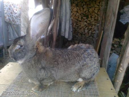 Sprzedam młode samce Belgijski olbrzym szary