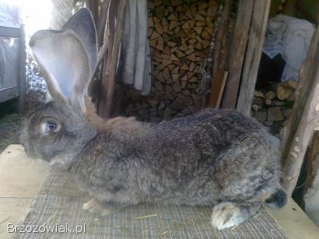 Sprzedam młode samce Belgijski olbrzym szary