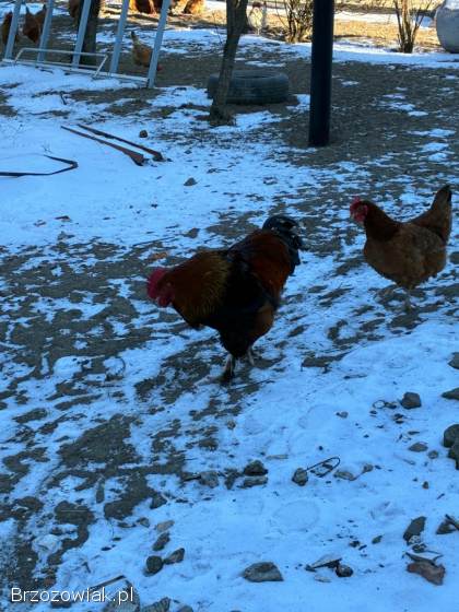 2 koguty sprzedam