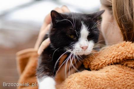 Sany -  cudowny spokojny kot szuka domu!