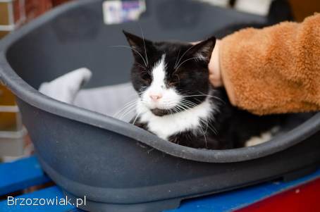 Sany -  cudowny spokojny kot szuka domu!