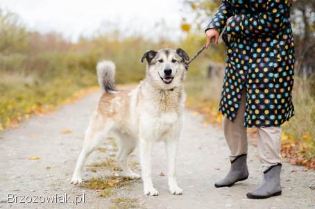 Chase -  cudowny wielkolud szuka domu!