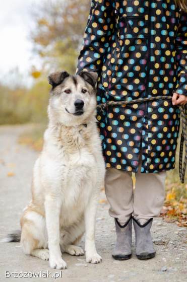 Chase -  cudowny wielkolud szuka domu!