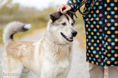 Chase -  cudowny wielkolud szuka domu!