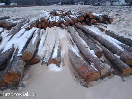 Drzewo -  Modrzew w klockach,  długość 4m