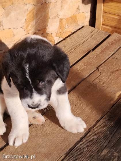 Oddam piękne pieski