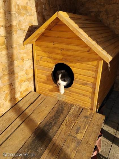 Oddam piękne pieski