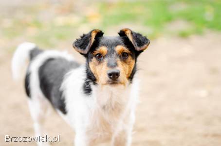 Żuczek -  mikropsiak z wielką osobowością!