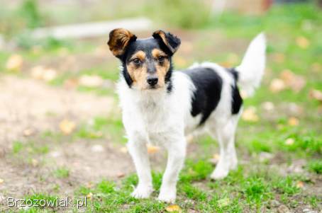 Żuczek -  mikropsiak z wielką osobowością!