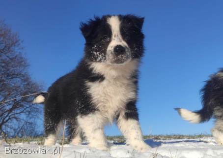Szczeniak Suczka BORDER COLLIE z Hodowli -  Rasowa pełna dok.