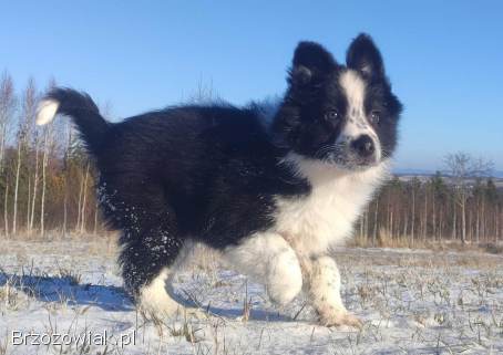 Szczeniak Suczka BORDER COLLIE z Hodowli -  Rasowa pełna dok.