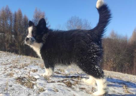 Szczeniak Suczka BORDER COLLIE z Hodowli -  Rasowa pełna dok.