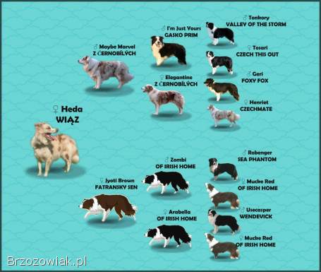 Szczeniak Suczka BORDER COLLIE z Hodowli -  Rasowa pełna dok.