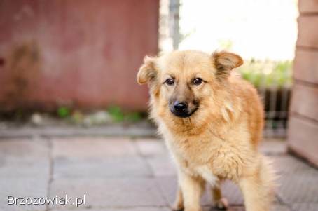 Fauna -  nieduża,  delikatna sunia szuka domu!