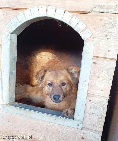 Fauna -  nieduża,  delikatna sunia szuka domu!