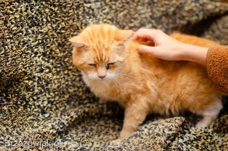 Garfield -  rozmruczany przytulas szuka domu!