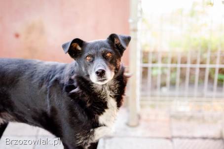 Sonia -  spokojna,  delikatna sunia szuka domu!