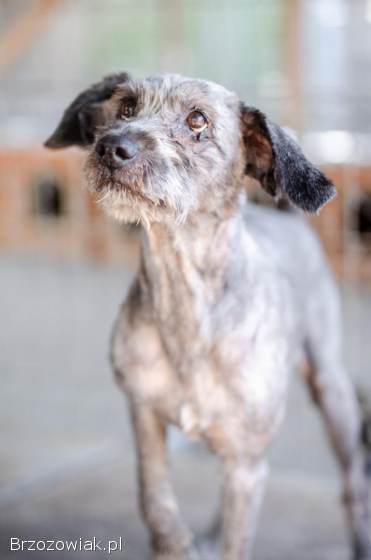 Misiek -  przyjazny,  wesoły psiak szuka domu!