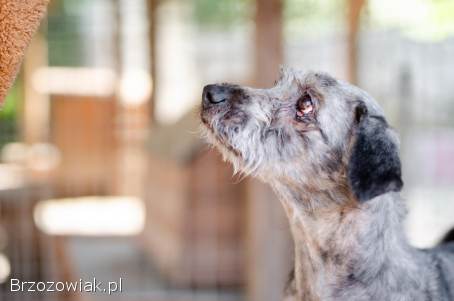 Misiek -  przyjazny,  wesoły psiak szuka domu!