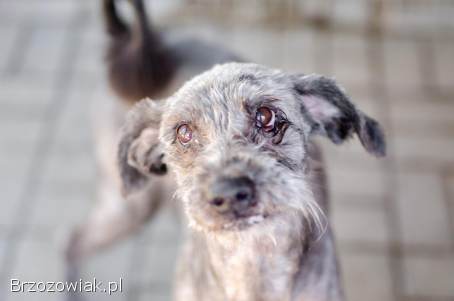 Misiek -  przyjazny,  wesoły psiak szuka domu!