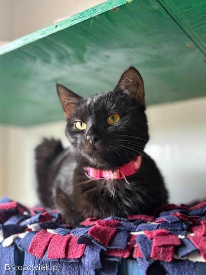 Gizmo -  półroczny,  wesoły kociak szuka domu!