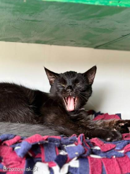 Gizmo -  półroczny,  wesoły kociak szuka domu!