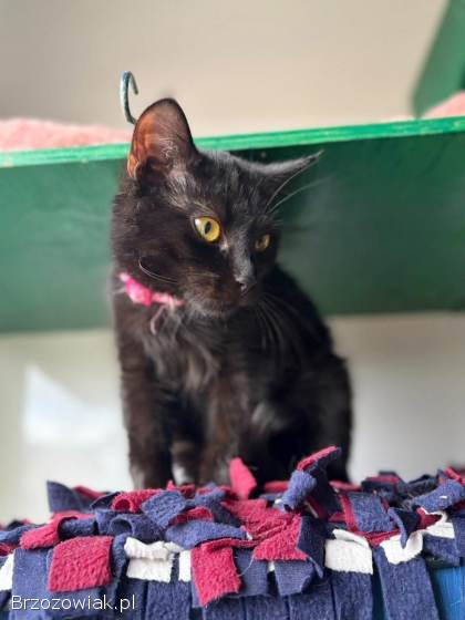 Gizmo -  półroczny,  wesoły kociak szuka domu!