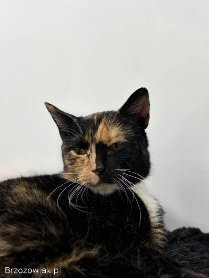 AMber -  cudna szylkretka szuka domu!