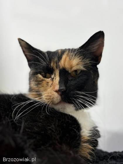 AMber -  cudna szylkretka szuka domu!