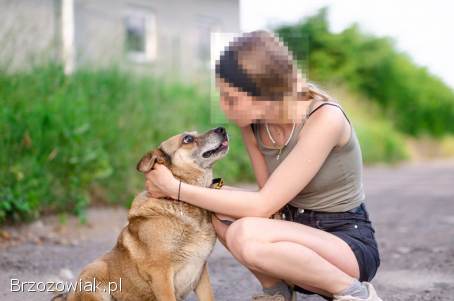 Tores -  niekonfliktowy,  rodzinny psiak!