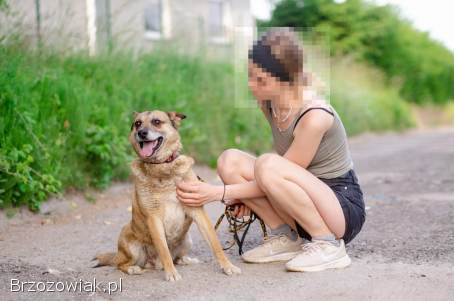 Tores -  niekonfliktowy,  rodzinny psiak!