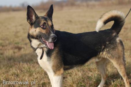 Riko -  dostojny i poważny pies szuka domu!