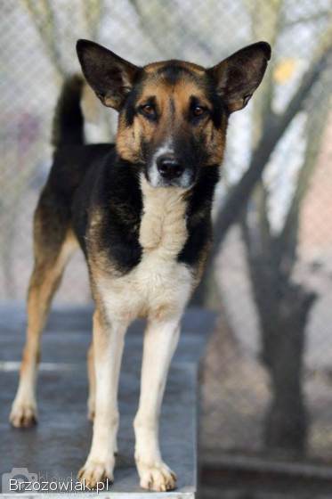 Riko -  dostojny i poważny pies szuka domu!