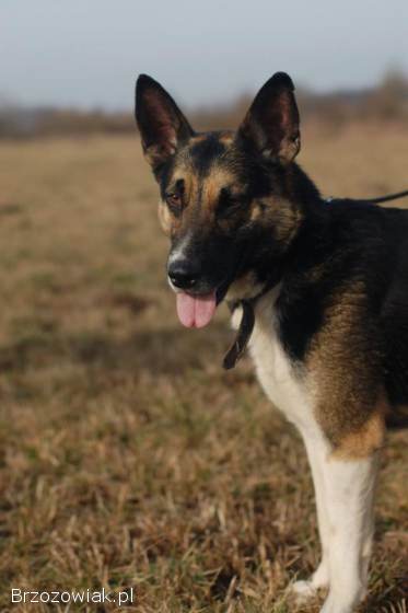 Riko -  dostojny i poważny pies szuka domu!