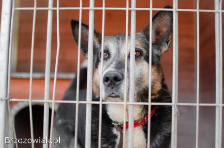 Riko -  dostojny i poważny pies szuka domu!