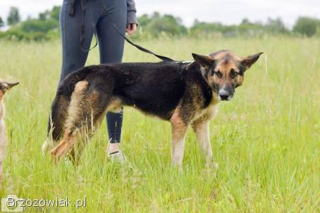 Riko -  dostojny i poważny pies szuka domu!