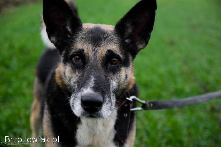 Riko -  dostojny i poważny pies szuka domu!